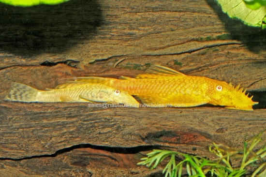 Picture of PLECO: BUSHYNOSE ALBINO LG (FL BRED)