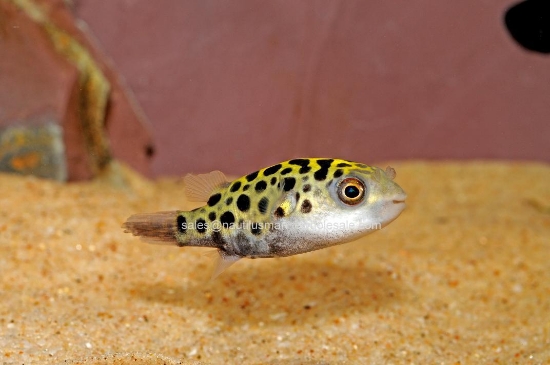 Picture of PUFFER: SPOTTED