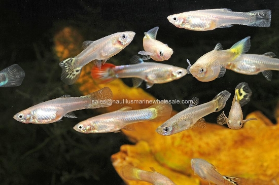 Picture of GUPPY: FANCY MIX FEMALE
