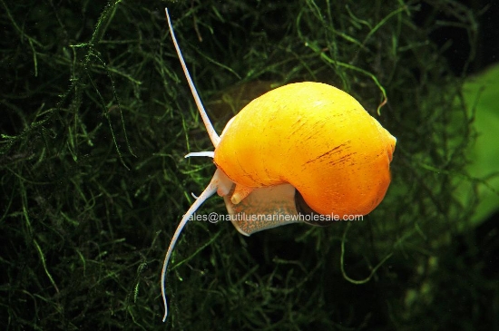 Picture of SNAIL: ALBINO (NO AZ, GA, LA)