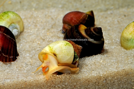 Picture of SNAIL: ASST MYSTERY  *EDLP SPECIAL* (NO AZ, GA, LA, ME) *LIMITED AVAILABILITY LATELY*