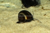 Picture of SNAIL: BLACK (NO AZ, GA, LA, ME, ID)