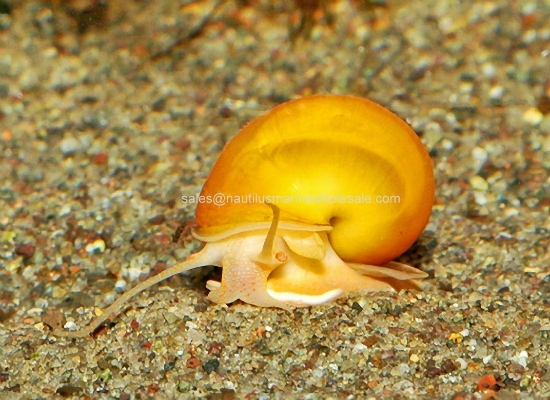 Picture of SNAIL: GOLD (NO AZ, GA, LA)