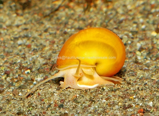 Picture of SNAIL: GOLD *ON SPECIAL* (NO GA, LA, AZ)