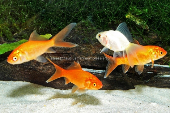 Picture of FEEDER: GOLDFISH