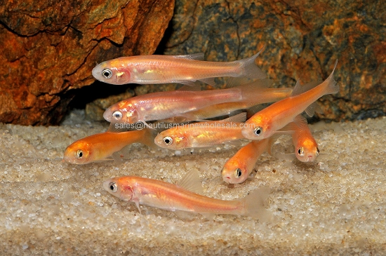 Picture of FEEDER: ROSEY REDS