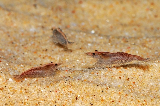 Picture of SHRIMP: RED CHERRY W.W.