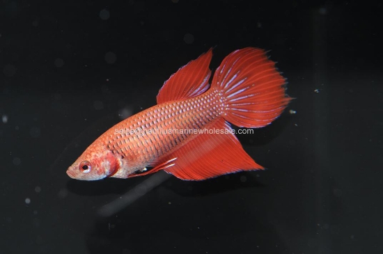 Picture of BETTA: FEMALE