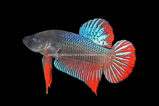 Picture of BETTA: GIANT SHORT TAIL MALE