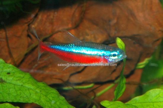 Picture of TETRA: CARDINAL MD/LG (TR) WW