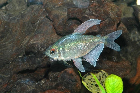 Picture of TETRA: DIAMOND *ON SPECIAL*