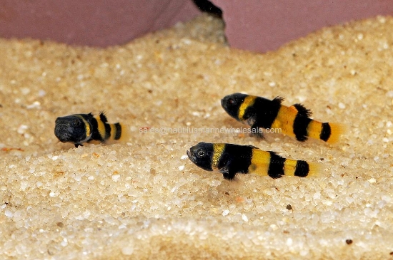 Picture of MISC: GOBY BUMBLE BEE FW