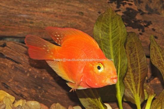 Picture of MISC: PARROT BLOOD MD
