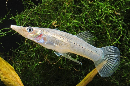 Picture of MISC: PIKE LIVEBEARER (NO MS)