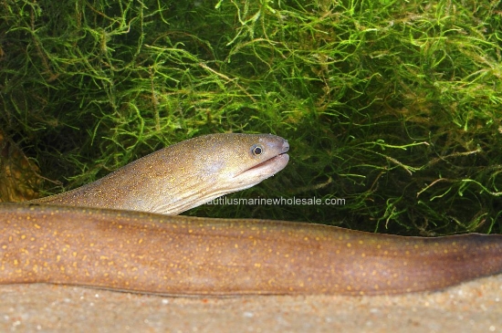 Picture of MISC: EEL MARBLE MORAY 7-8"