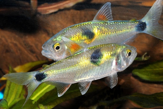 Picture of MISC: EXODON PARADOXUS (TETRA) *ON SPECIAL*