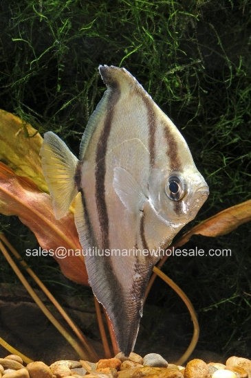 Picture of MISC: MONO SEBAE SM (FW) FL BRED