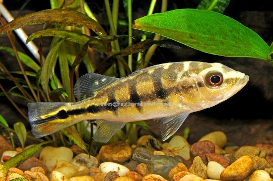Picture of CICHLID: PEACOCK BASS 4-5" (NO OK ,MS)