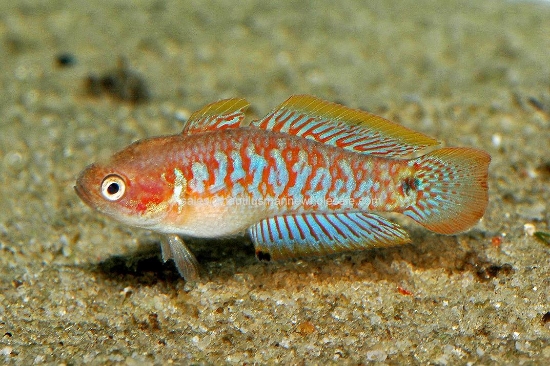 Picture of MISC: GOBY PEACOCK GUDGEON