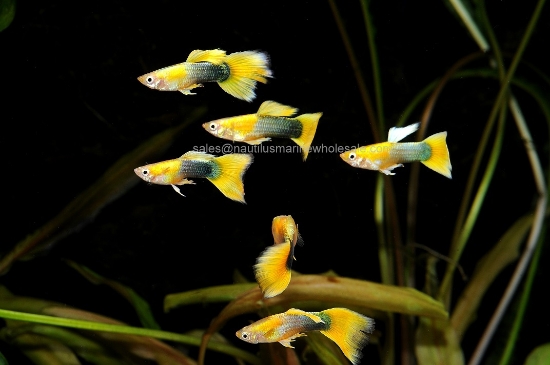 Picture of GUPPY: YELLOW TUX MALE