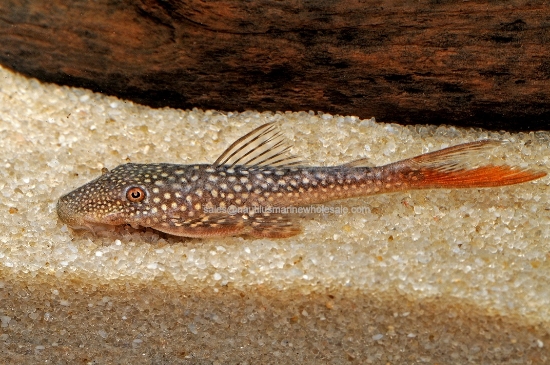 Picture of PLECO: RED FIN SPECKLE L-178