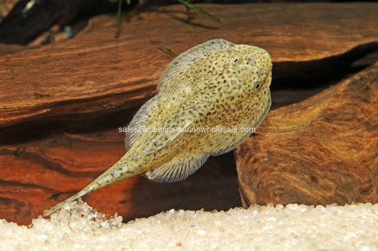 Picture of LOACH: BORNEO SUCKER