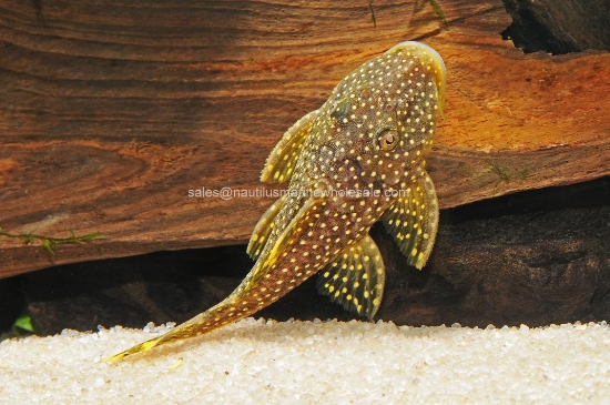 Picture of PLECO: ORANGE SEAM L-81
