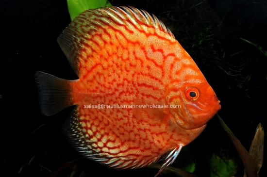 Picture of DISCUS: PIGEON BLOOD 2" 