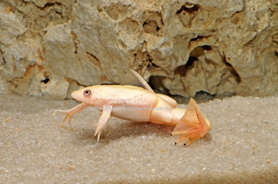 Picture of AMPHIB: FROG CLAWED ALBINO (NO AZ,CA,HI,KY,NV,NJ,NC,OR,VA,WA)