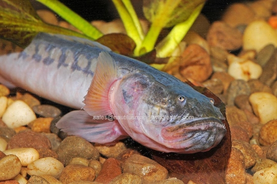 Picture of MISC: DRAGON FISH