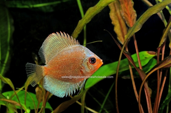 Picture of DISCUS: BLUE DIAMOND 2"