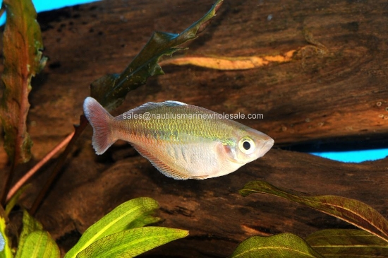 Picture of RAINBOW: BLEHERI MD *ON SPECIAL*