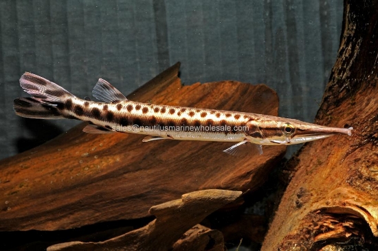 Picture of MISC: GAR SOUTH AMERICAN STRIPED (NO TX, CA,MS )