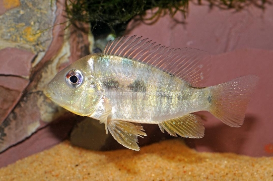 Picture of CICHLID: GEO. BALZANII MD