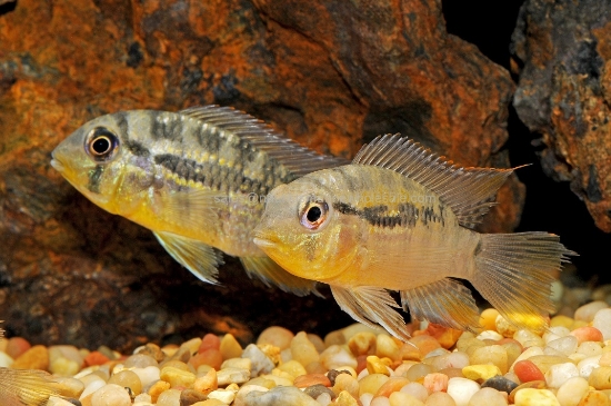 Picture of CICHLID: ACARA DIMERUS REG (PORT) (FL BRED)