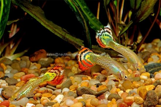 Picture of GUPPY: RED COBRA MALE