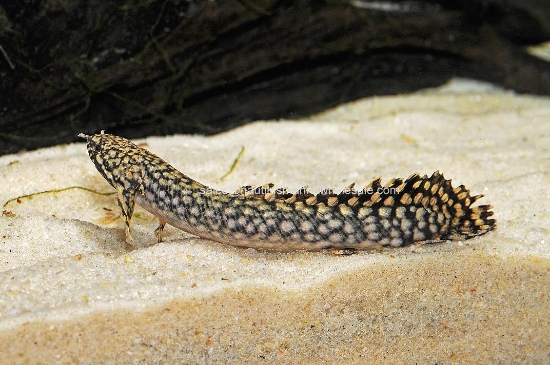Picture of MISC: BICHIR ORNATE SMALL *ON SPECIAL*