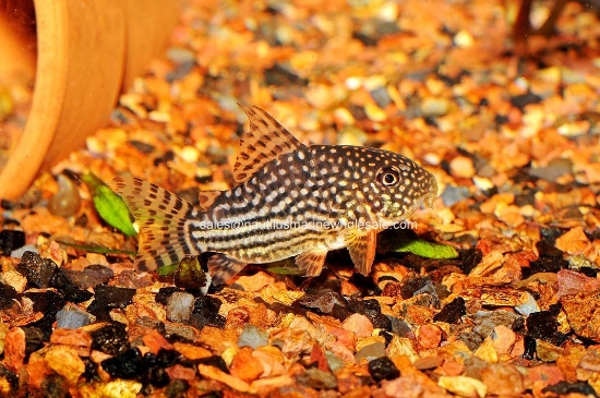 Picture of CORY: STERBAI *ON SPECIAL*
