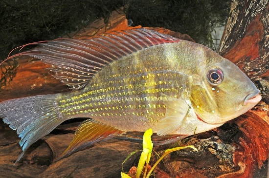 Picture of CICHLID: GEO. HECKELLI 3"