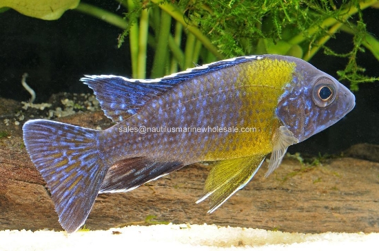 Picture of AFRICAN: PEACOCK MAULANA BI-COLOR REG