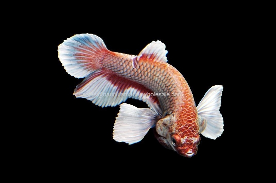 Picture of BETTA: DUMBO MALE