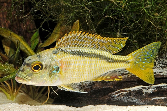 Picture of AFRICAN: HAP BUCCO NOTOTAENIA REG