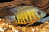 Picture of CICHLID: SEVERUM ORANGE SHOULDER GREEN LG
