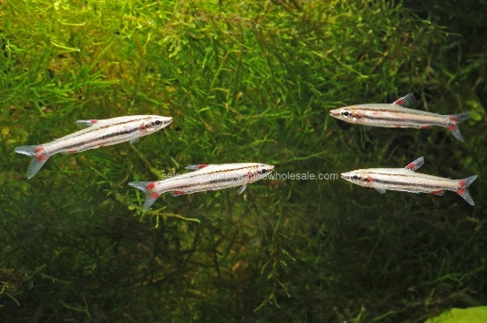 Picture of MISC: PENCIL TRIFASCIATUS