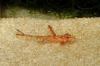 Picture of CAT: RED LIZARD L-010A