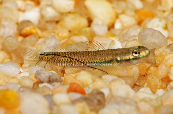 Picture of MISC-BLUE NEON GOBY