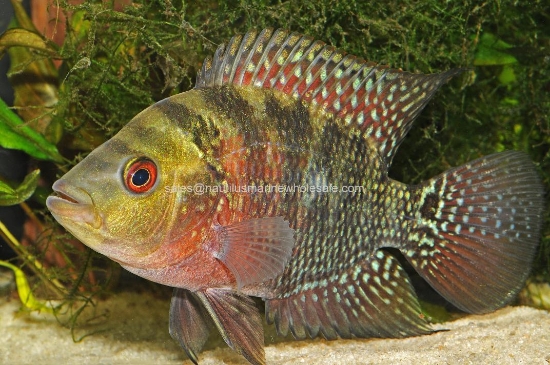 Picture of CICHLID: FLOWER HORN RED DRAGON 3"