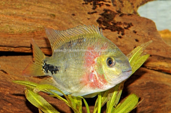 Picture of CICHLID: SYNSPILUM 2" (RED HEADED)