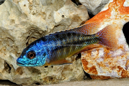 Picture of AFRICAN: HAP PROTO. NDIWE FIRE BLUE MALE LG