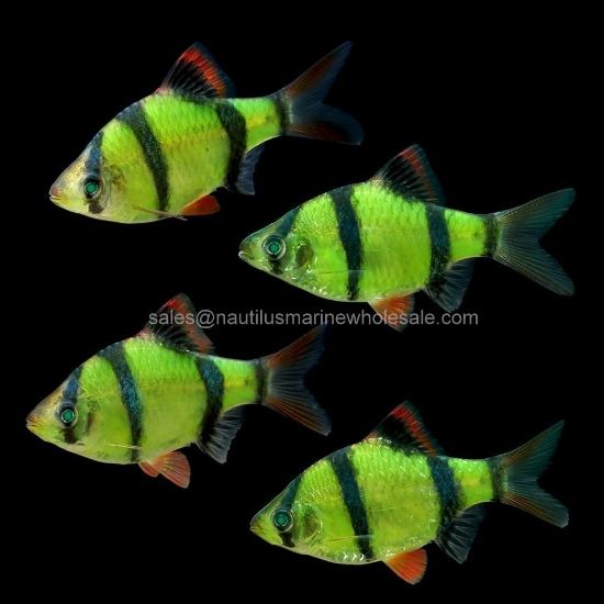 Picture of GLOFISH® BARB ELECTRIC GREEN® (NO PR)